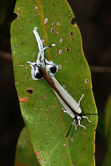 Neocheritra fabronia