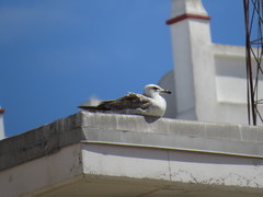 Larus michahellis