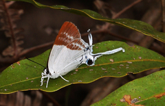 Neocheritra fabronia