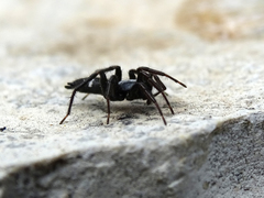 Aphantaulax trifasciata