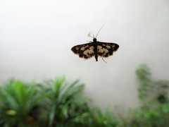 Eurrhyparodes bracteolalis
