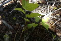 Prosartes trachycarpa