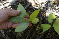 Prosartes trachycarpa