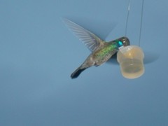 Cynanthus latirostris