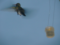Cynanthus latirostris