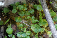 Rossmanomyces pyrolae
