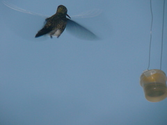 Cynanthus latirostris