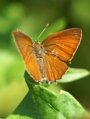 Rapala iarbus iarbus