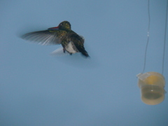 Cynanthus latirostris