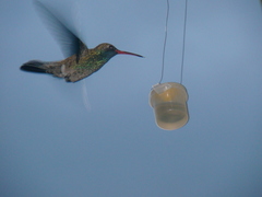 Cynanthus latirostris