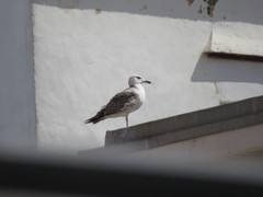 Larus michahellis