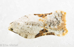 Acleris subnivana