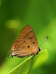 Rapala pheretima petosiris