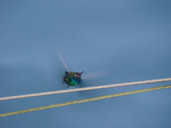 Cynanthus latirostris