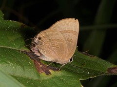 Rapala varuna orseis