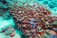 Chondrilla nucula
