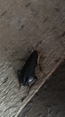 Drymaplaneta semivitta