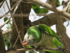 Myiopsitta monachus