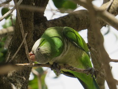 Myiopsitta monachus