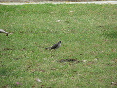 Manorina melanocephala