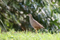 Amaurornis moluccana