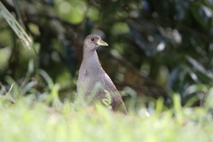 Amaurornis moluccana