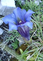 Gentiana occidentalis