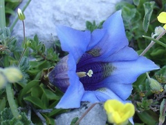 Gentiana occidentalis