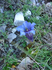 Gentiana occidentalis