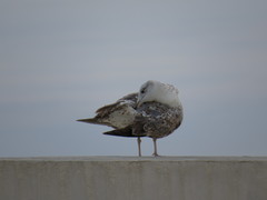 Larus michahellis