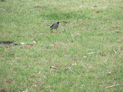 Manorina melanocephala