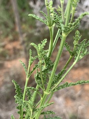 Salvia stenophylla