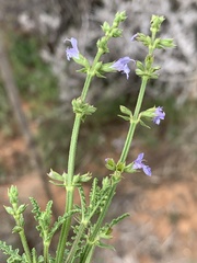 Salvia stenophylla