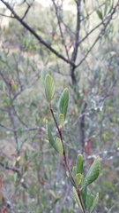 Cercocarpus betuloides blancheae