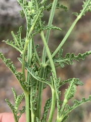 Salvia stenophylla