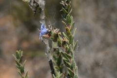 Lobostemon trigonus