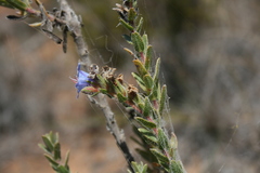 Lobostemon trigonus