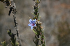 Lobostemon trigonus