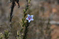 Lobostemon trigonus