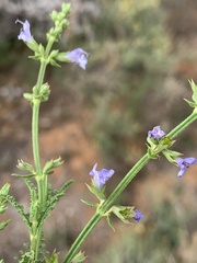 Salvia stenophylla