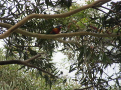 Trichoglossus moluccanus