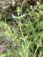 Salvia stenophylla