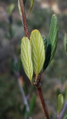 Cercocarpus betuloides blancheae