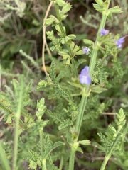 Salvia stenophylla