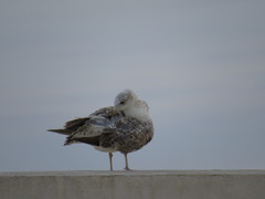 Larus michahellis