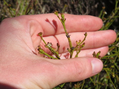 Thesium commutatum