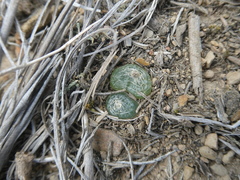 Bulbine mesembryanthemoides
