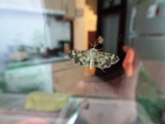 Eurrhyparodes bracteolalis