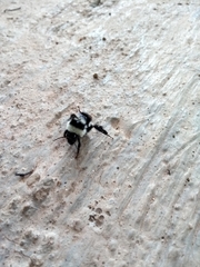 Bombus