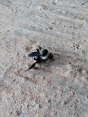 Bombus